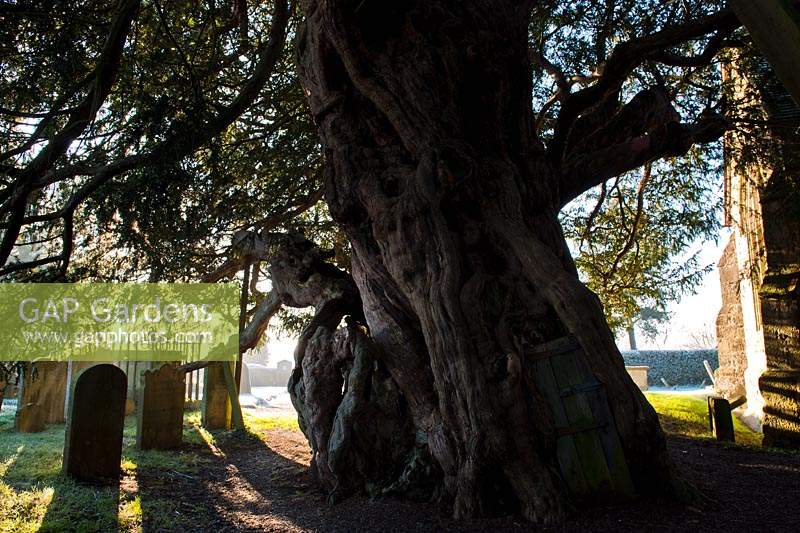 ancient yew tree Taxus bacata Crowhurst churchyard Surrey England winter January evergreen large old sacred Druid Druidic