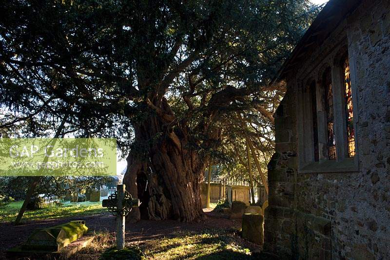 ancient yew tree Taxus bacata Crowhurst churchyard Surrey England winter January evergreen large old sacred Druid Druidic