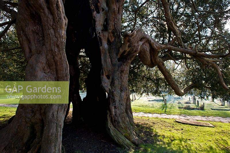 ancient yew tree Taxus bacata Charlwood churchyard Surrey England winter January evergreen large old sacred Druid Druidic