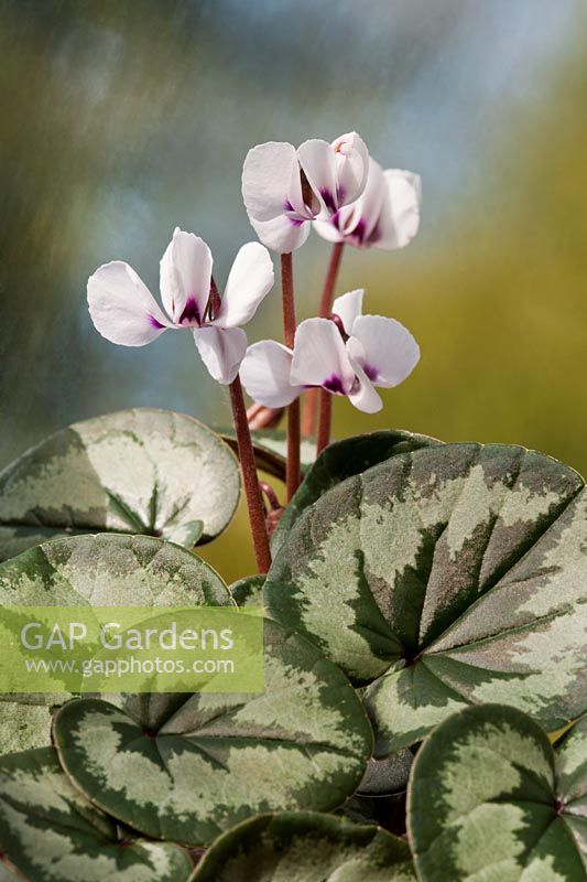 Cyclamen coum selected leaf form Persian violet early Spring flower perennial white marbles leaf foliage February corm garden