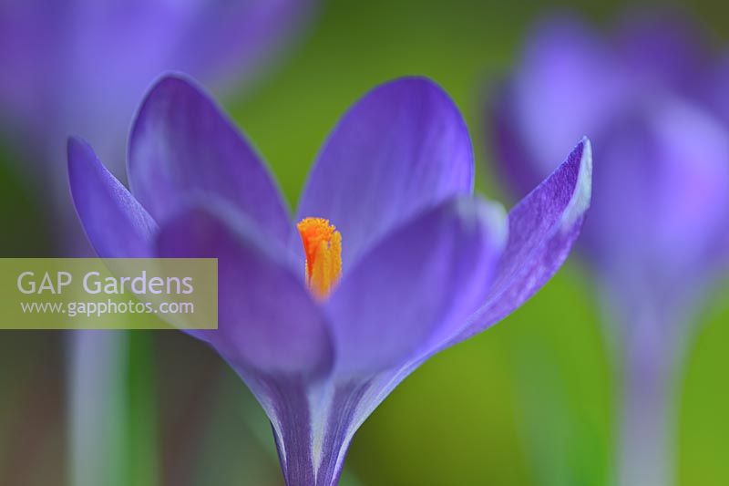 Crocus tomasinianus Ruby Giant spring flower bulb violet purple color colour green March garden plant close up close-up