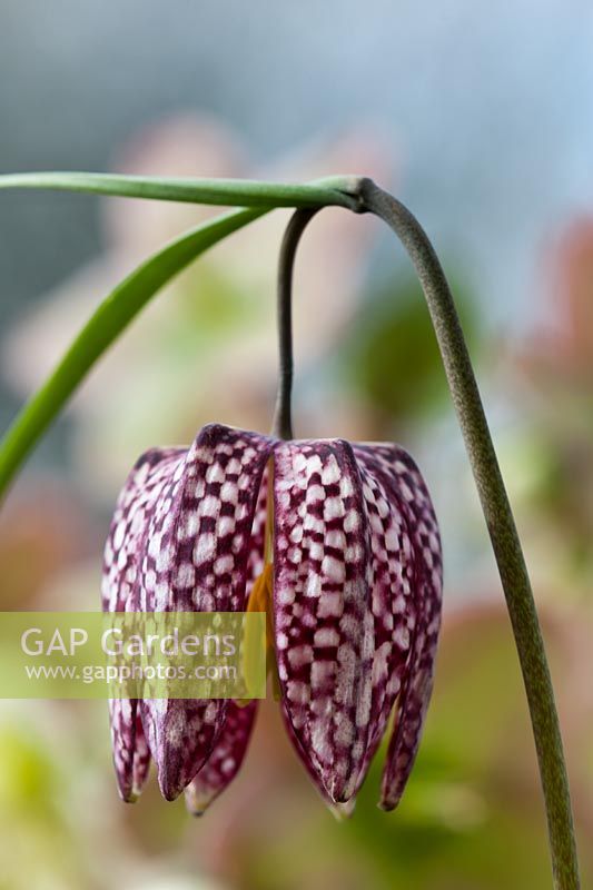 chequered lily Fritillaria meleagris snakes head Fritillary snake's spring summer flower perennial wild native meadow purple