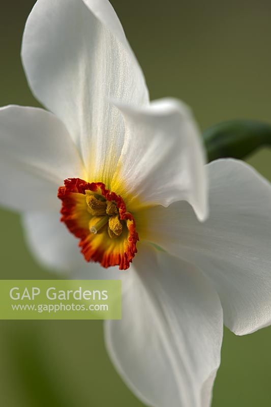 poet's Narcissus Actaea poeticus daffodil bulb spring flower white yellow orange April garden plant