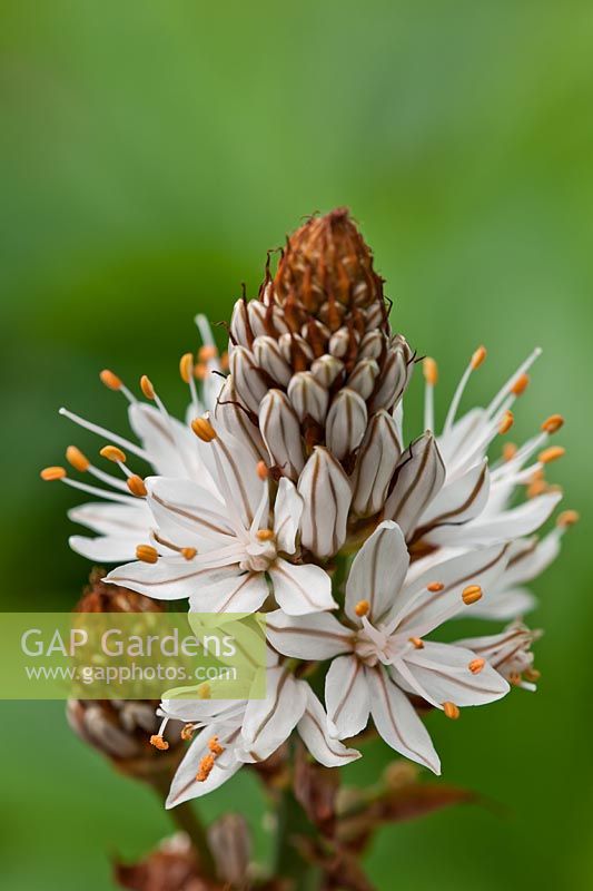 gamón-blanco Asphodelus albus summer flower bulb white May garden plant