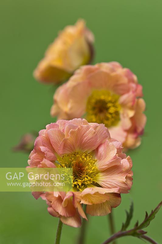 avens Geum urbanum Mai Tai herb bennet summer flower perennial May peach pink garden flower