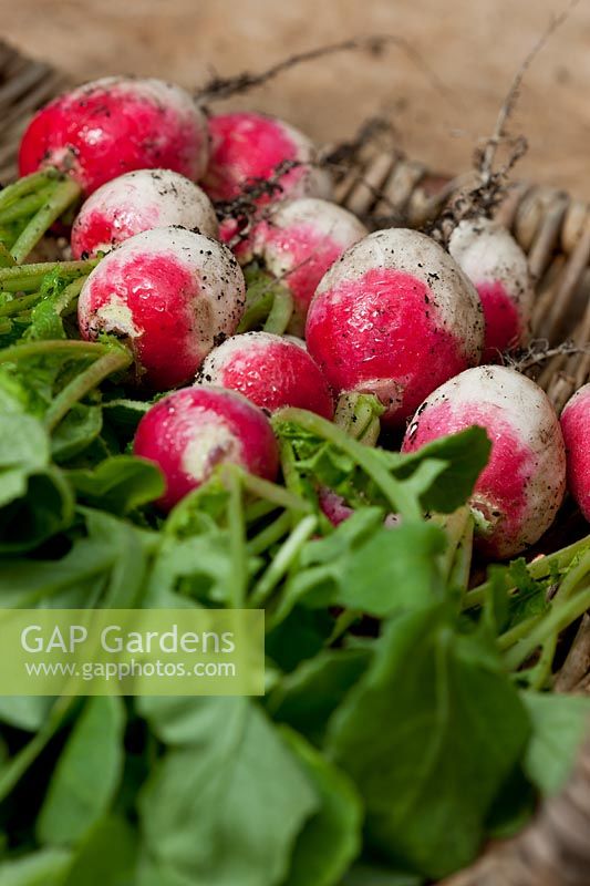 Radish Redhead summer root vegetable white strong flavor May crop edible organic home grown kitchen garden plant