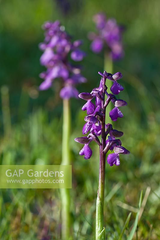 Green-winged Orchid Anacamptis morio summer flower wild native grassland meadow churchyard May garden plant