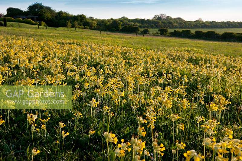 cowslip primrose Primula veris Meadowdown East Sussex meadow chalk downland south downs spring flower wild native yellow sun