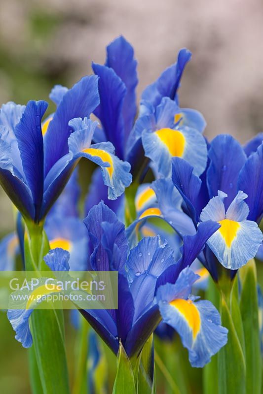 Dutch Iris hollandica Sapphire Beauty summer flower May bulbous perennial blue violet yellow garden plant