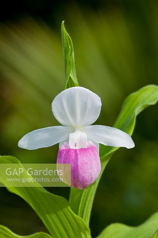 Showy Lady's slipper Orchid Cypripedium reginae Pink and white Queen's flower perennial summer June garden plant