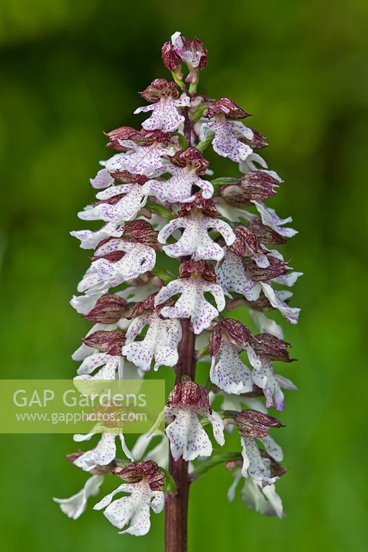 Lady orchid Orchis purpurea summer flower perennial wild native June purple brown white Denge Wood Kent England meadow field