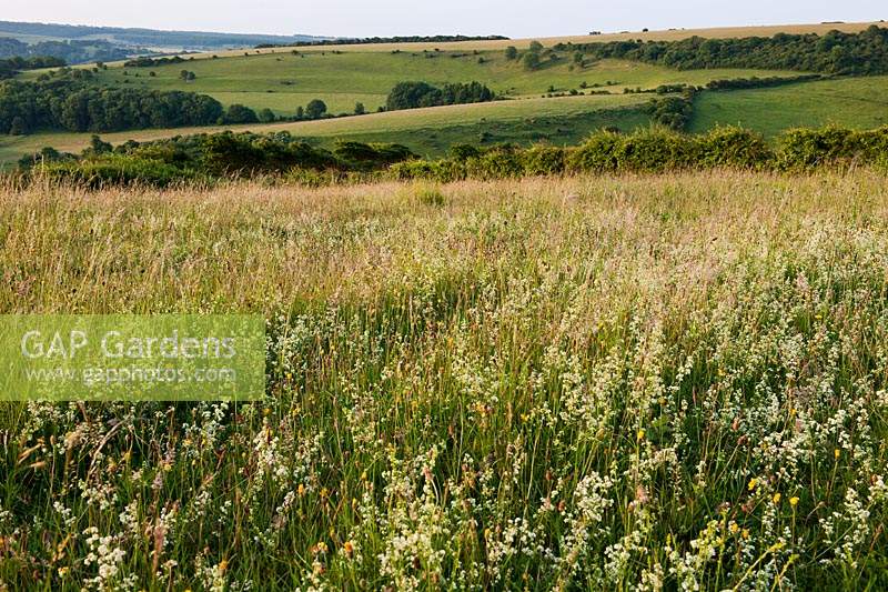 hedge bedstraw Galium Mollugo Meadowdown East Sussex summer flower flowers white native wild meadow field south downs view