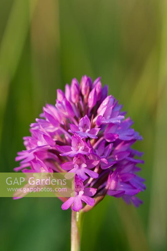 Pyramidal Orchid Anacamptis pyramidalis flower summer native wild perennial purple pink July garden plant Mount Cayburn