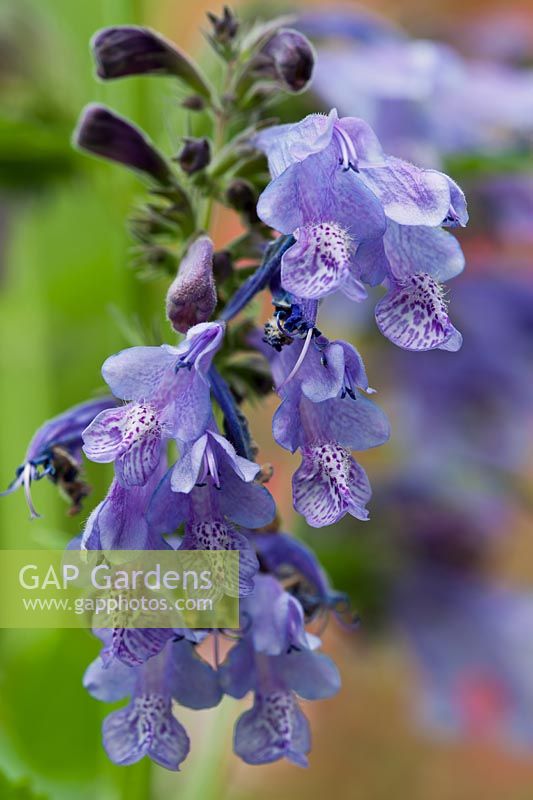 catmint Nepeta subsessilis blue flowered summer flower perennial June garden plant flowers