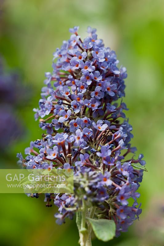 Buddleja x davidii Lochinch butterfly bush summer flower deciduous shrub July flowers soft blue violet garden plant buddlia
