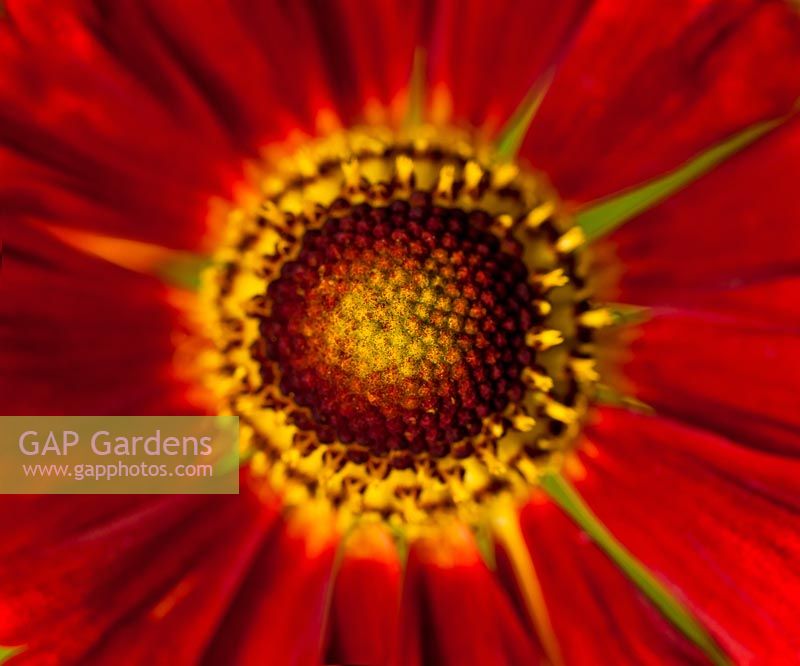 common sneezeweed Helenium autumnale Indianersommer summer flower perennial July orange rust red deep garden plant closeup