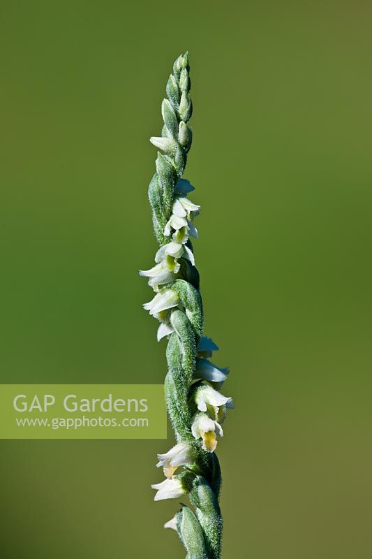 autumn ladies tresses Spiranthes spiralis spiraled rhizomatous herb lady's orchid wild native late summer fall flower flowers