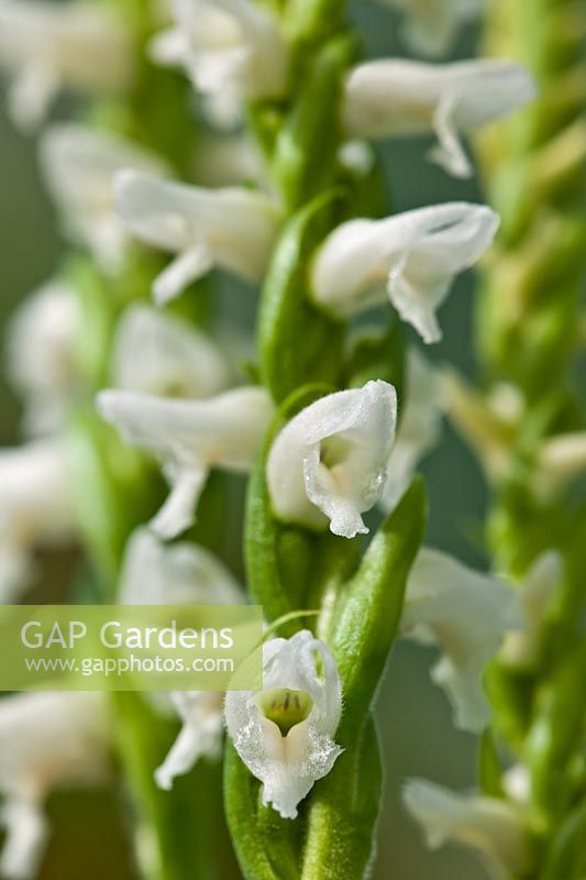 nodding autumn ladies tresses Spiranthes cernua Chadds Ford spiralled rhizomatous herb lady's orchid late summer fall flower