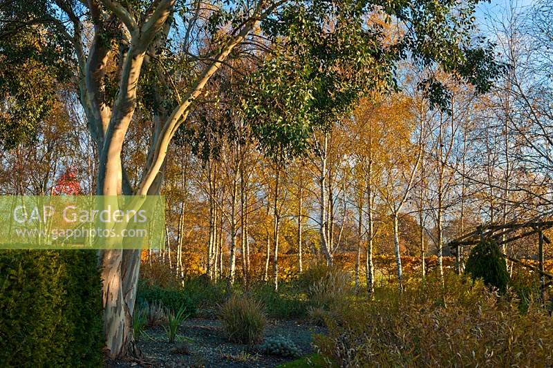Eucalyptus gravel European white birch Betula pendula stand grass autumn fall November sun sunny blue sky Merriments East Sussex
