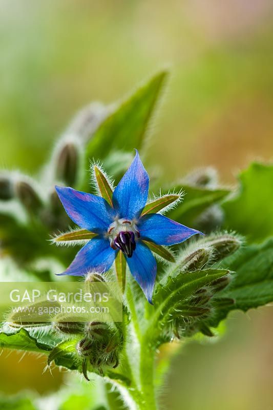 borago officinalis borage star flower summer herb wild native June blue sun sunny blue June kitchen garden plant