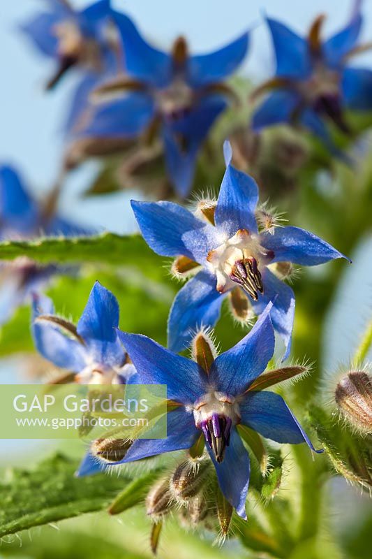 borago officinalis borage star flower summer herb wild native June blue sun sunny blue June kitchen garden plant flowers