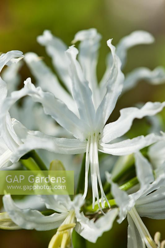 Guernsey Lily Jersey Nerine flexuosa 'Alba'