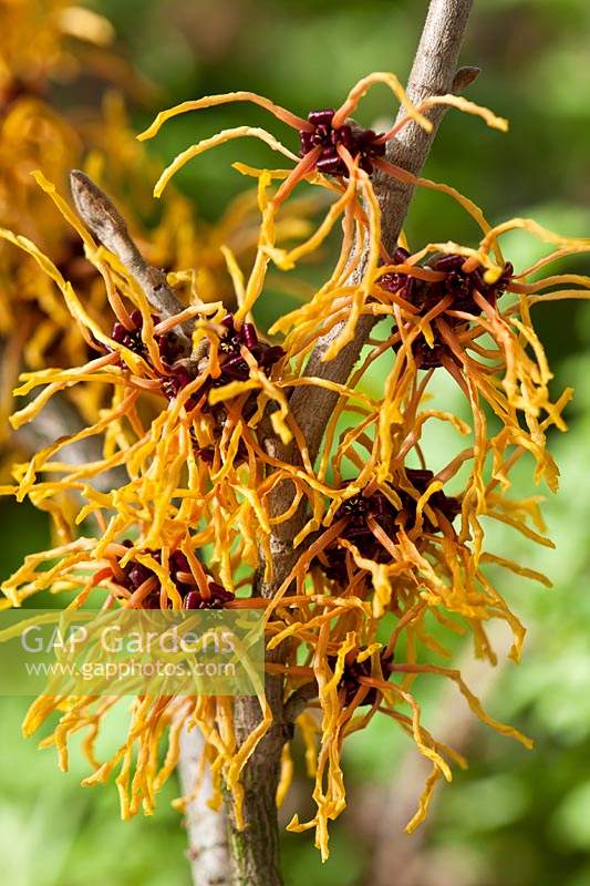 witchhazel Hamamelis x intermedia Vesna spring flower deciduous shrub scented perfume orange close up garden plant February