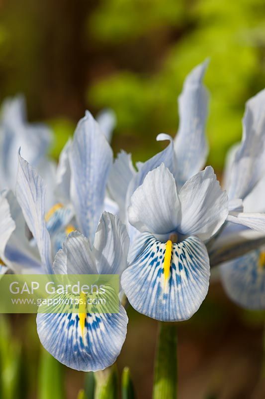 Iris histrioides Sheila Ann Germaney early flower Spring bulbs February pale blue flowers blooms blossoms garden plant close-up
