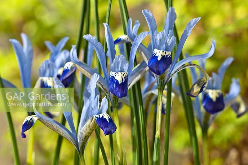 Iris reticulata Clairette early flower Spring bulbs February pale blue flowers blooms blossoms garden plant
