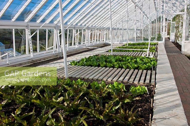 lettuce varieties planted glasshouse beds greenhouse Cocarde view raised sun sunny blue sky West Dean Sussex