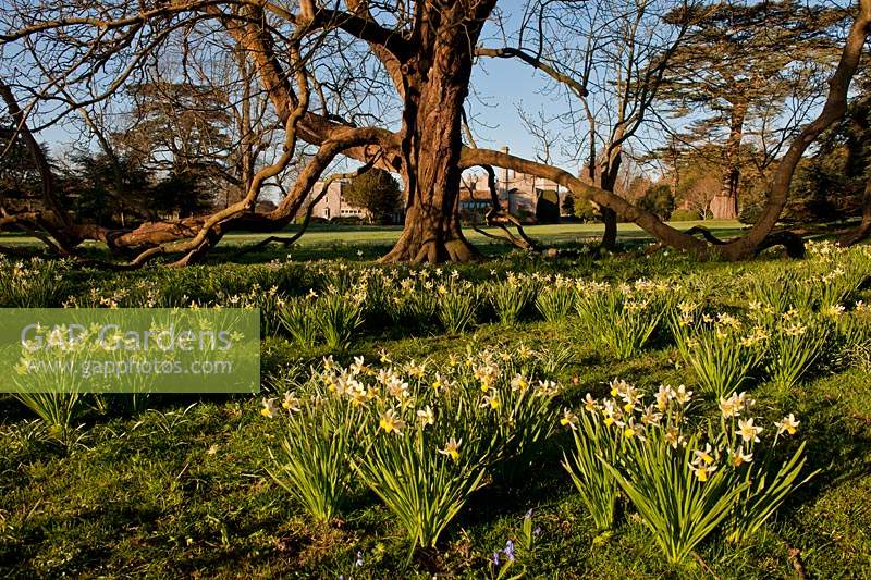 Daffodils Narcissus lawns grass naturalized spring flower March garden plant sun sunny blue sky view West Dean Collage Sussex