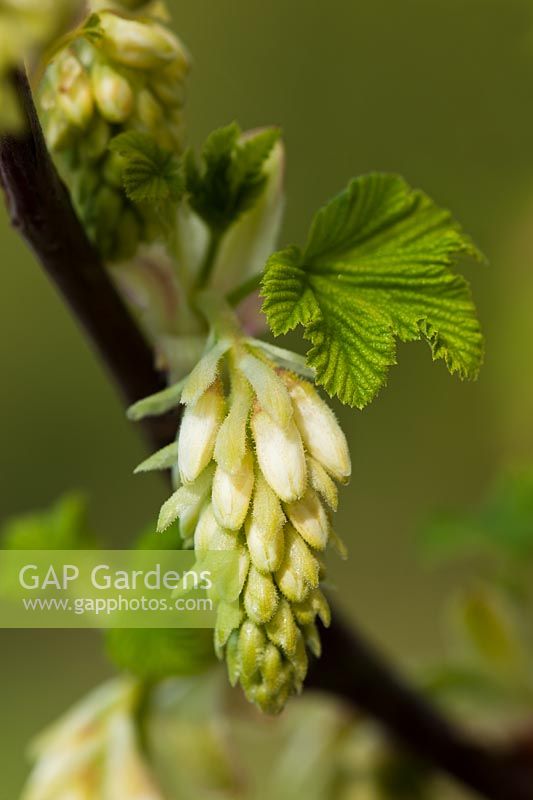 flowering currant buds Ribes sanguineum White Icicle Spring flower deciduous shrub cream March garden plant blooms blossoms