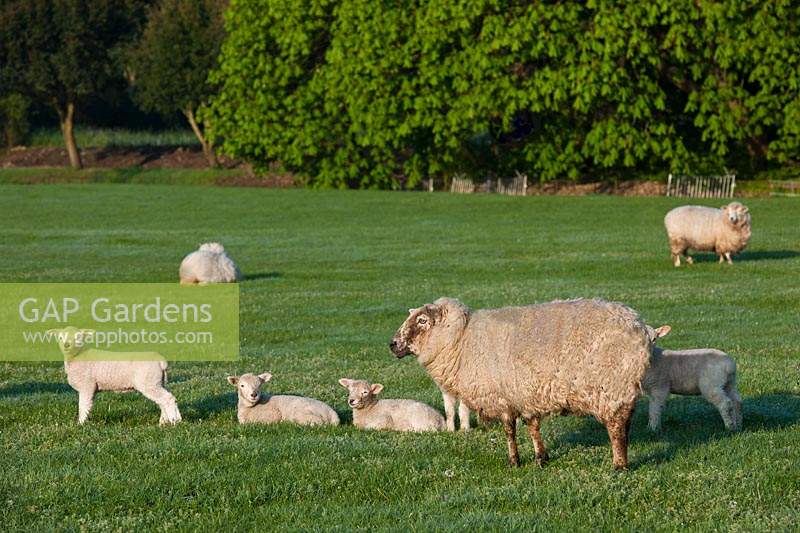 sheep lambs West Dean college Sussex rural countryside April pasture grazing