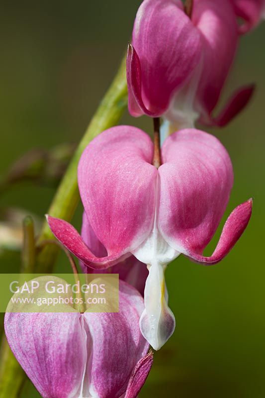 bleeding heart Dicentra spectabilis Spring flower deciduous perennial red pink white cream March garden plant blooms blossoms