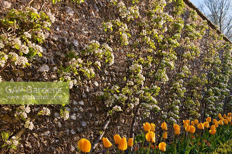 Pear blossoms cordon trained fruit tree Spring blooms flowers West Dean college walled kitchen garden sun sunny traditional