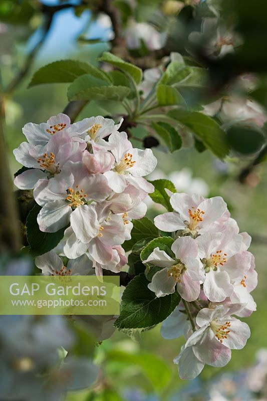 Apple Cox's Pomona blossoms cordon trained fruit tree Spring blooms flowers West Dean college walled kitchen garden sun sunny