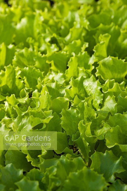 Lettuce Lettony Seedlings spring culinary green leaf April kitchen garden plant organic modules modular tray
