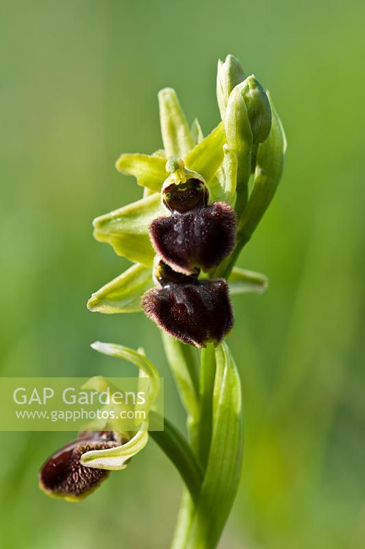 early spider orchid Ophrys sphegodes spring flower wild native grassland lime chalkland meadow field April Samphire Hoe Kent