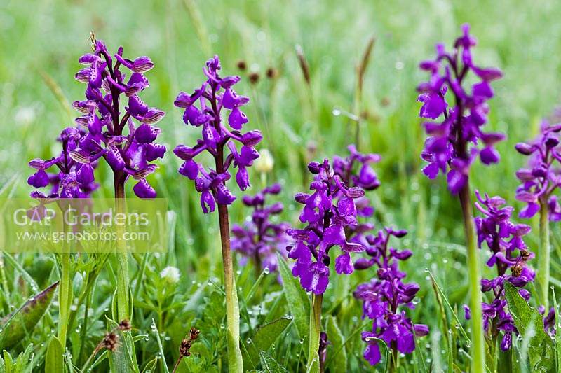 Green-winged or Green-veined Orchid Orchis morio Marden Meadow East Kent spring flower native wild perennial April purple blooms