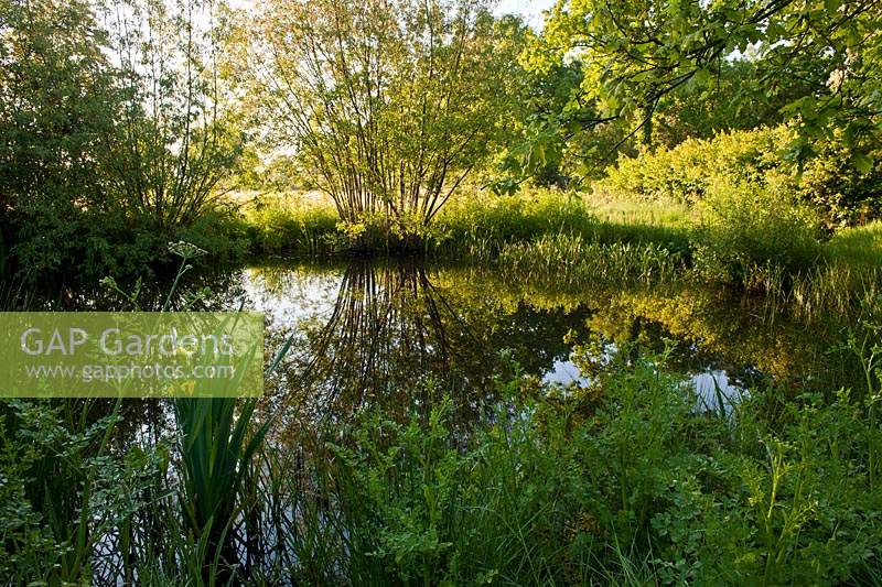 natural wildlife pond water woodland edge Marden Meadow East Kent spring flower native wild perennial May National Nature