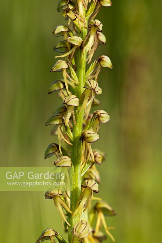 Man Orchid Orchis anthropophora Darland Banks East Kent spring flower native wild perennial green May blooms blossoms flowers