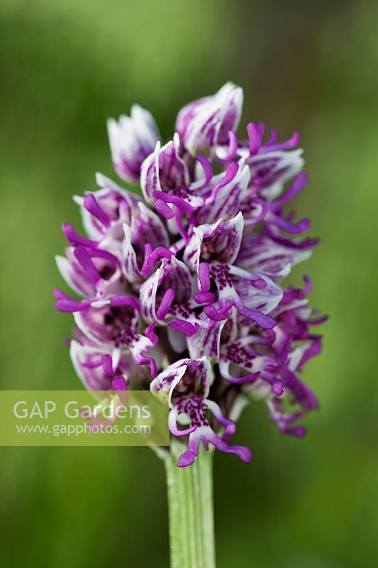Monkey orchid Orchis simia Park Gate Down Meadow East Kent spring flower purple native wild perennial May blooms blossoms flower
