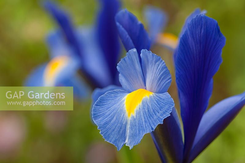 Dutch Iris hollandica Sapphire Beauty summer flower bulb blue yellow May garden plant bloom blossom close-up closeup