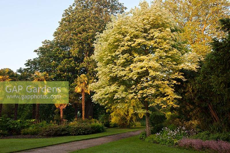 Acer Platanoides Drummondii Variegated Norway Maple gravel path Spring garden West Dean Sussex woodland