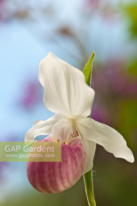 Showy Lady's slipper Orchid Cypripedium reginae Pink and white Queen's flower perennial summer June garden plant bloom blossom