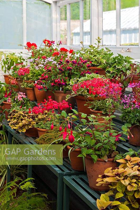 cool greenhouse summer display staging shelves Pelargoniums Fuchsia Fascination shrub tender summer flower container pot pink