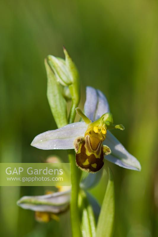 Wasp Orchid Ophrys apifera var. trollii pale variety summer flower wild native meadow field perennial June blooms blossoms