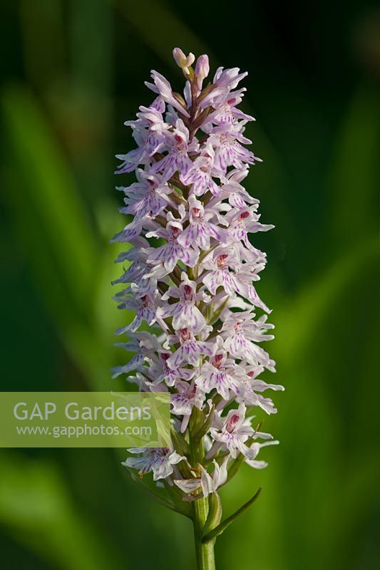 Common Spotted Orchid Dactylorhiza fuchsii summer flower wild native perennial June pale purple violet white meadow field garden