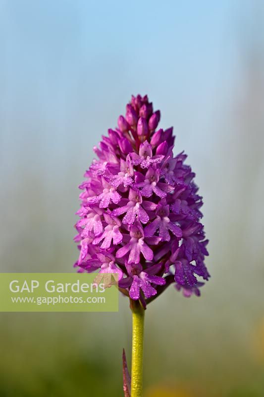 Pyramidal Orchid Anacamptis pyramidalis flower summer native wild perennial purple pink June garden plant South Downs