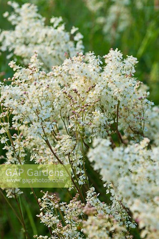Meadowsweet Filipendula ulmaria wild native flower summer white scent June blooms blossoms flowers close-up closeup